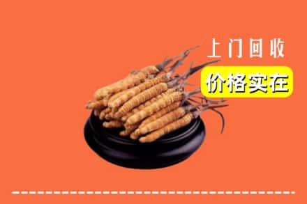 洛阳吉利区回收冬虫夏草